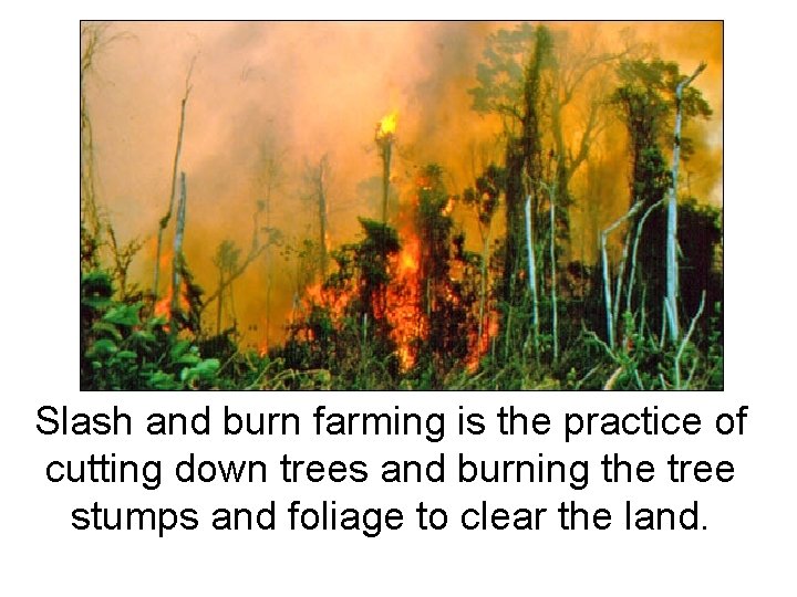 Slash and burn farming is the practice of cutting down trees and burning the