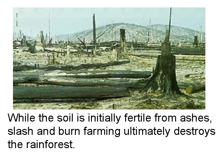 While the soil is initially fertile from ashes, slash and burn farming ultimately destroys