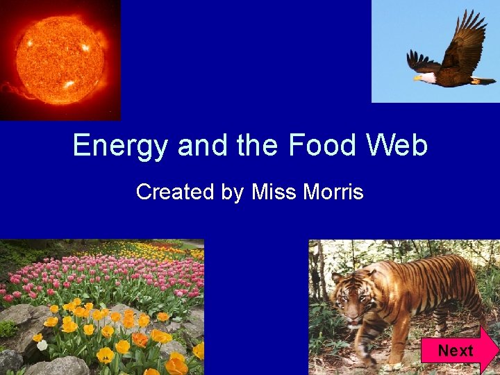 Energy and the Food Web Created by Miss Morris Next 