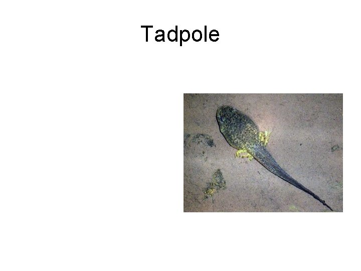 Tadpole 