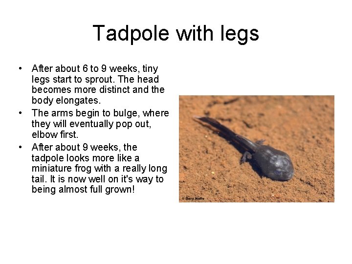 Tadpole with legs • After about 6 to 9 weeks, tiny legs start to