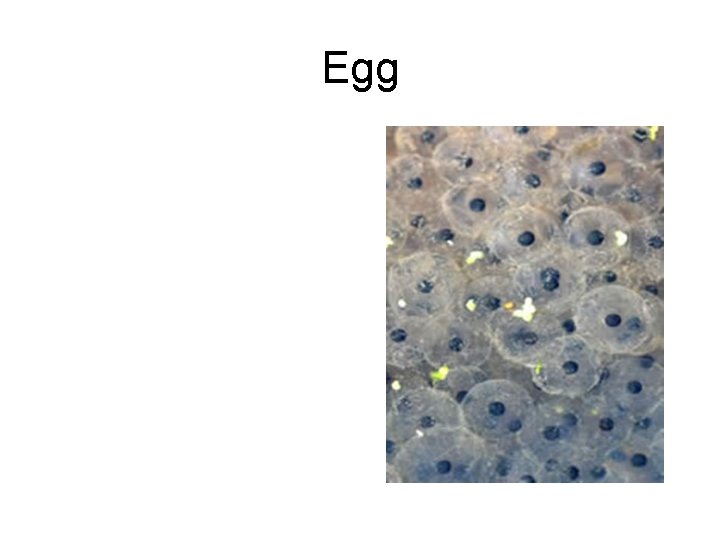 Egg 