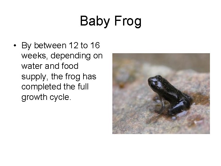 Baby Frog • By between 12 to 16 weeks, depending on water and food