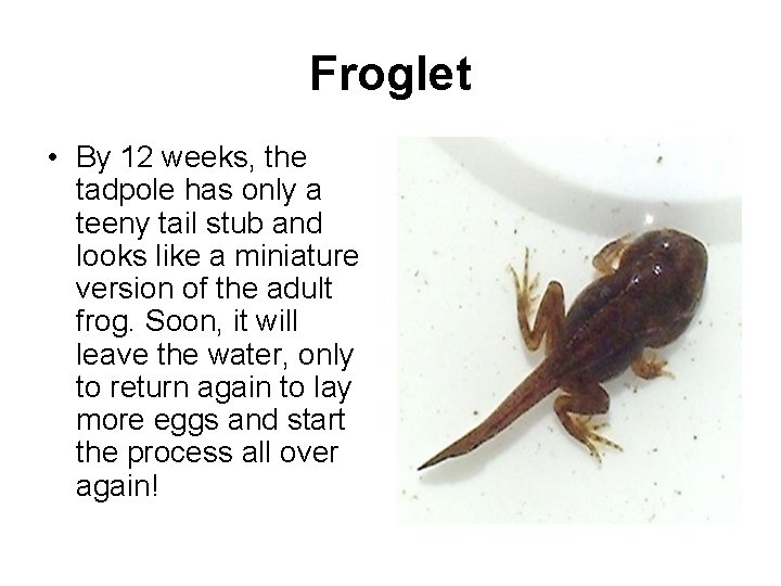 Froglet • By 12 weeks, the tadpole has only a teeny tail stub and