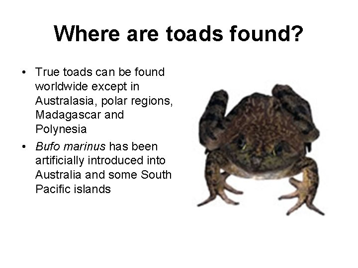 Where are toads found? • True toads can be found worldwide except in Australasia,