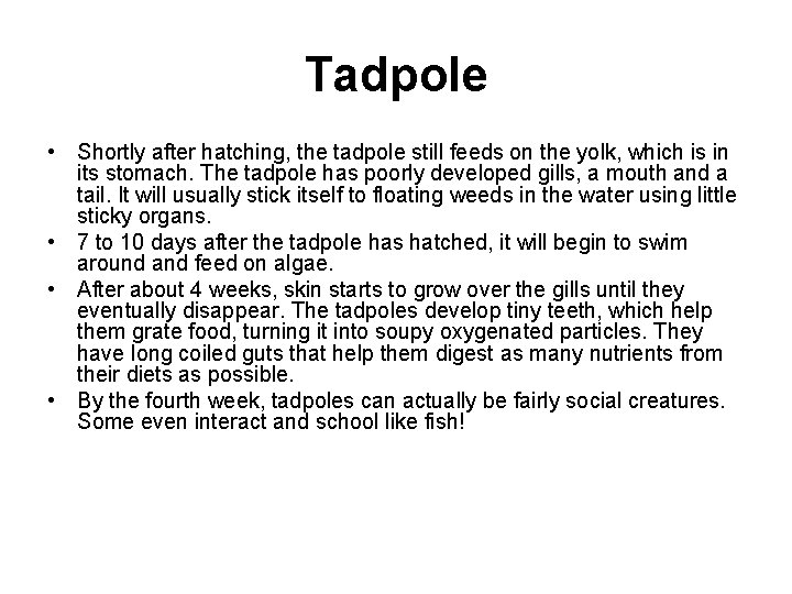 Tadpole • Shortly after hatching, the tadpole still feeds on the yolk, which is