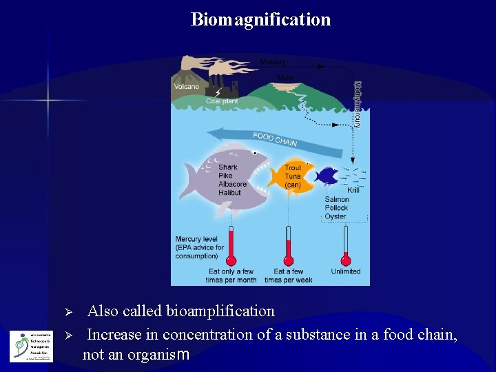 Biomagnification Ø Ø Also called bioamplification Increase in concentration of a substance in a