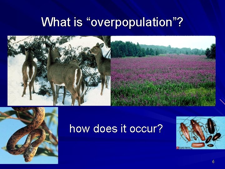 What is “overpopulation”? how does it occur? 6 