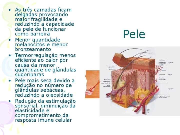  • As três camadas ficam delgadas provocando maior fragilidade e reduzindo a capacidade