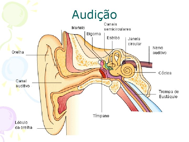 Audição 