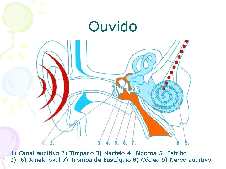 Ouvido 1) Canal auditivo 2) Tímpano 3) Martelo 4) Bigorna 5) Estribo 2) 6)