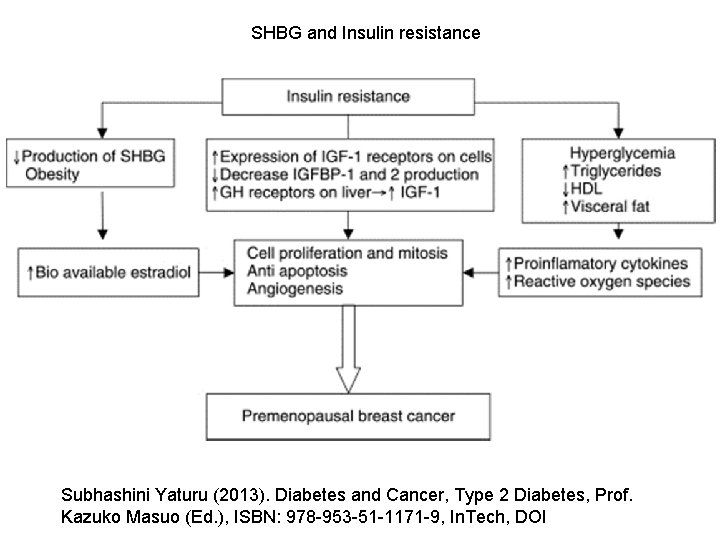 SHBG and Insulin resistance Subhashini Yaturu (2013). Diabetes and Cancer, Type 2 Diabetes, Prof.