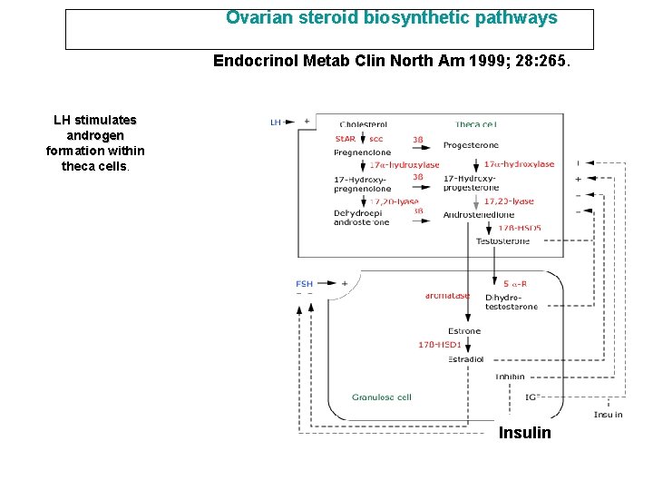 Ovarian steroid biosynthetic pathways Endocrinol Metab Clin North Am 1999; 28: 265. LH stimulates