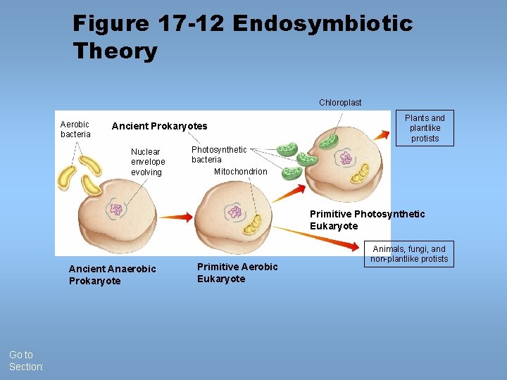 Figure 17 -12 Endosymbiotic Theory Chloroplast Aerobic bacteria Ancient Prokaryotes Nuclear envelope evolving Plants Figure 17 -12 Endosymbiotic Theory Chloroplast Aerobic bacteria Ancient Prokaryotes Nuclear envelope evolving Plants