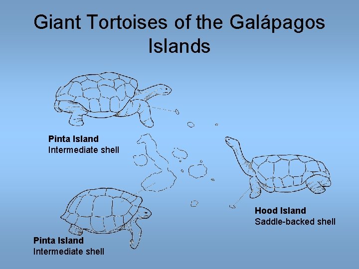 Giant Tortoises of the Galápagos Islands Pinta Island Intermediate shell Hood Island Saddle-backed shell Giant Tortoises of the Galápagos Islands Pinta Island Intermediate shell Hood Island Saddle-backed shell