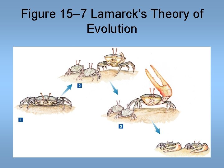 Figure 15– 7 Lamarck’s Theory of Evolution Figure 15– 7 Lamarck’s Theory of Evolution