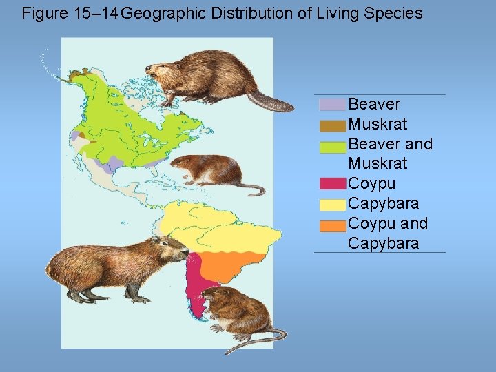 Figure 15– 14 Geographic Distribution of Living Species Beaver Muskrat Beaver and Muskrat Coypu Figure 15– 14 Geographic Distribution of Living Species Beaver Muskrat Beaver and Muskrat Coypu