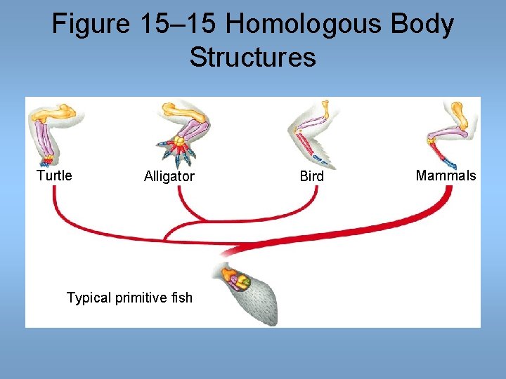 Figure 15– 15 Homologous Body Structures Turtle Alligator Typical primitive fish Bird Mammals Figure 15– 15 Homologous Body Structures Turtle Alligator Typical primitive fish Bird Mammals