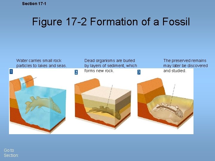 Section 17 -1 Figure 17 -2 Formation of a Fossil Water carries small rock Section 17 -1 Figure 17 -2 Formation of a Fossil Water carries small rock