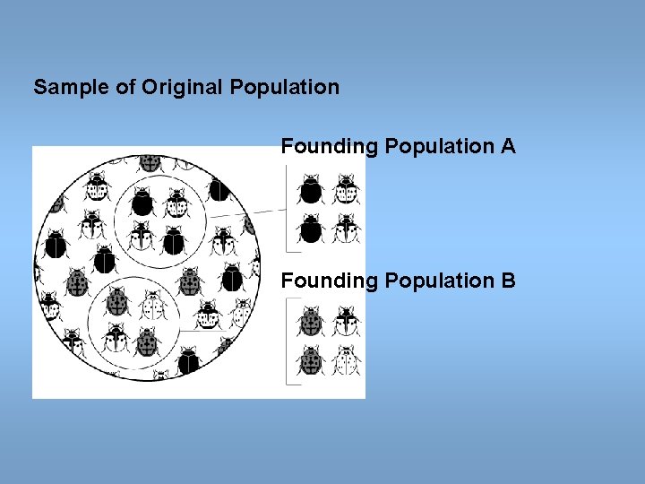 Sample of Original Population Founding Population A Founding Population B Sample of Original Population Founding Population A Founding Population B