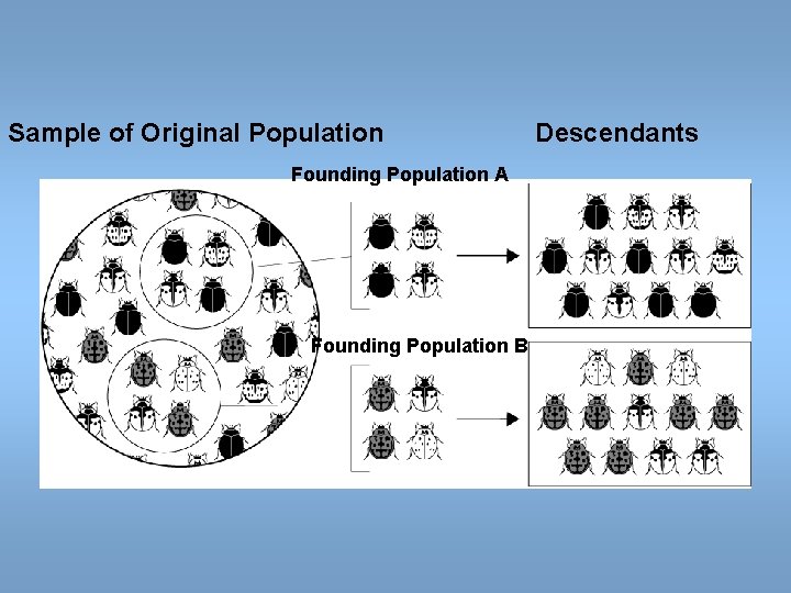 Sample of Original Population Founding Population A Founding Population B Descendants Sample of Original Population Founding Population A Founding Population B Descendants