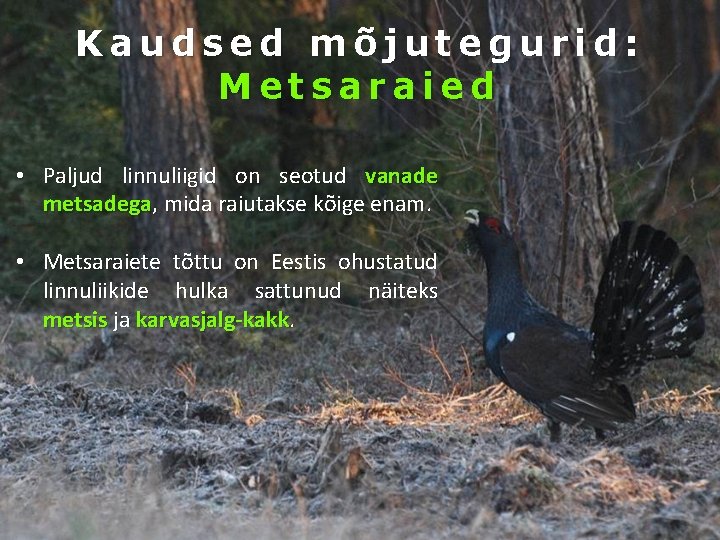 Kaudsed mõjutegurid: Metsaraied • Paljud linnuliigid on seotud vanade metsadega, mida raiutakse kõige enam.