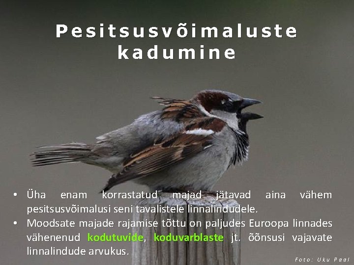 Pesitsusvõimaluste kadumine • Üha enam korrastatud majad jätavad aina vähem pesitsusvõimalusi seni tavalistele linnalindudele.