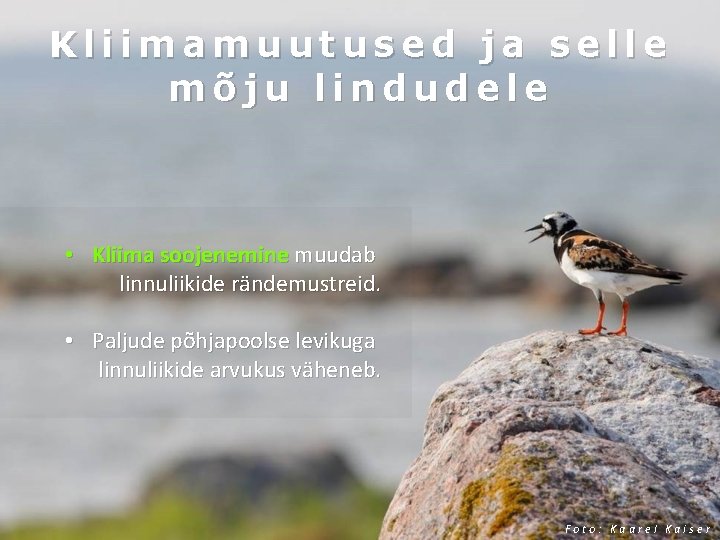 Kliimamuutused ja selle mõju lindudele • Kliima soojenemine muudab linnuliikide rändemustreid. • Paljude põhjapoolse