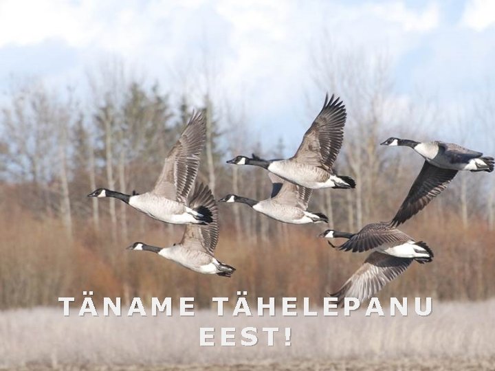 TÄNAME TÄHELEPANU EEST! 