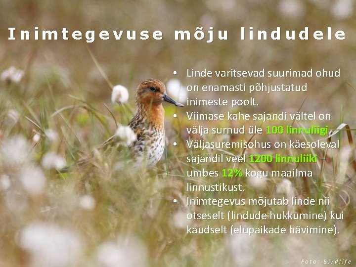 Inimtegevuse mõju lindudele • Linde varitsevad suurimad ohud on enamasti põhjustatud inimeste poolt. •