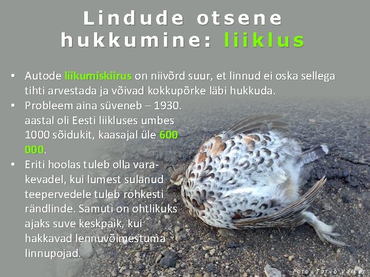 Lindude otsene hukkumine: liiklus • Autode liikumiskiirus on niivõrd suur, et linnud ei oska