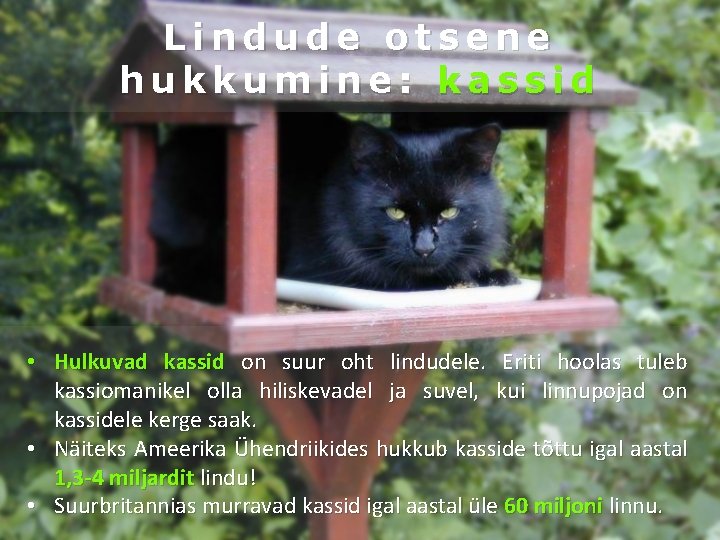 Lindude otsene hukkumine: kassid • Hulkuvad kassid on suur oht lindudele. Eriti hoolas tuleb