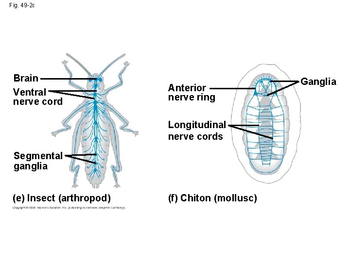 Fig. 49 -2 c Brain Ventral nerve cord Anterior nerve ring Longitudinal nerve cords