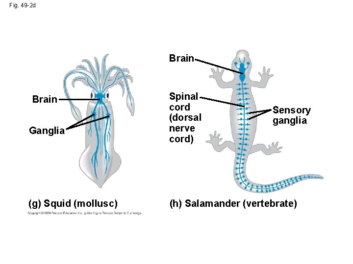 Fig. 49 -2 d Brain Ganglia (g) Squid (mollusc) Spinal cord (dorsal nerve cord)