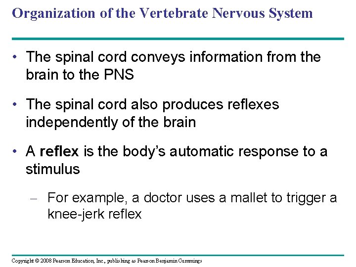 Organization of the Vertebrate Nervous System • The spinal cord conveys information from the