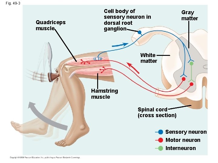 Fig. 49 -3 Quadriceps muscle Cell body of sensory neuron in dorsal root ganglion