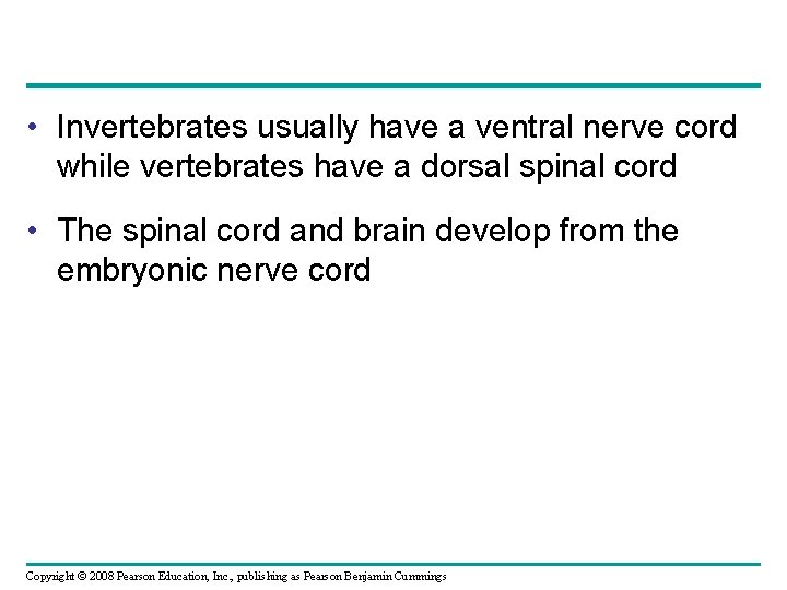  • Invertebrates usually have a ventral nerve cord while vertebrates have a dorsal