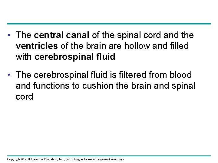  • The central canal of the spinal cord and the ventricles of the