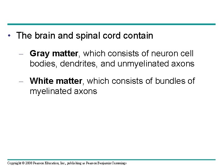  • The brain and spinal cord contain – Gray matter, which consists of