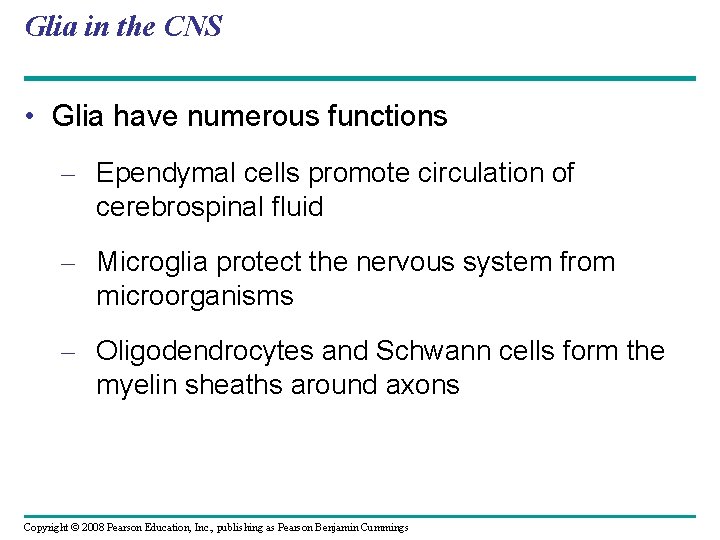 Glia in the CNS • Glia have numerous functions – Ependymal cells promote circulation