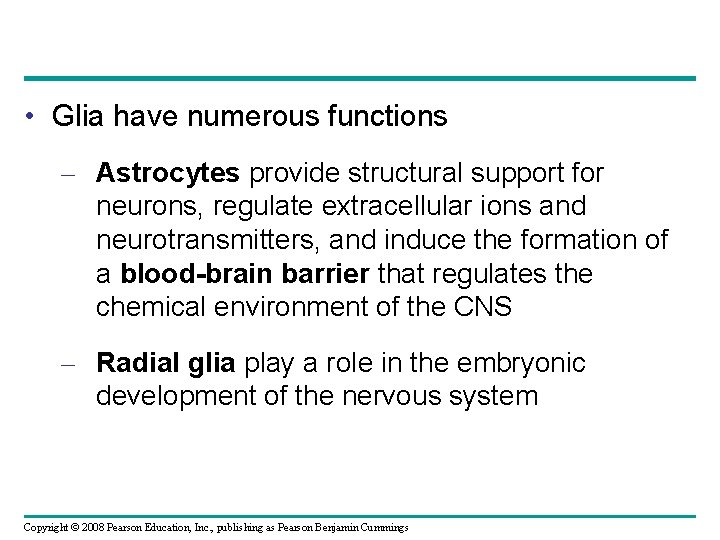  • Glia have numerous functions – Astrocytes provide structural support for neurons, regulate
