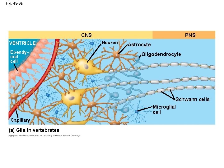 Fig. 49 -6 a CNS VENTRICLE Ependymal cell PNS Neuron Astrocyte Oligodendrocyte Schwann cells