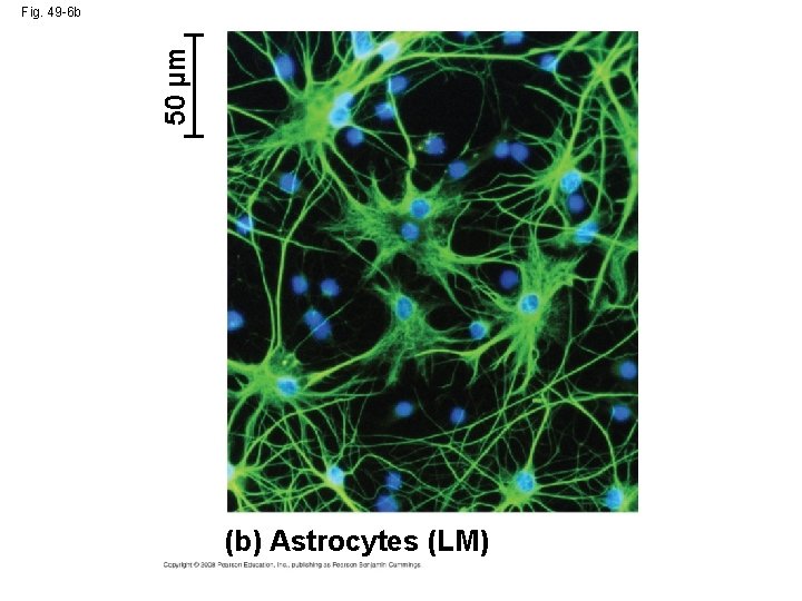 50 µm Fig. 49 -6 b (b) Astrocytes (LM) 