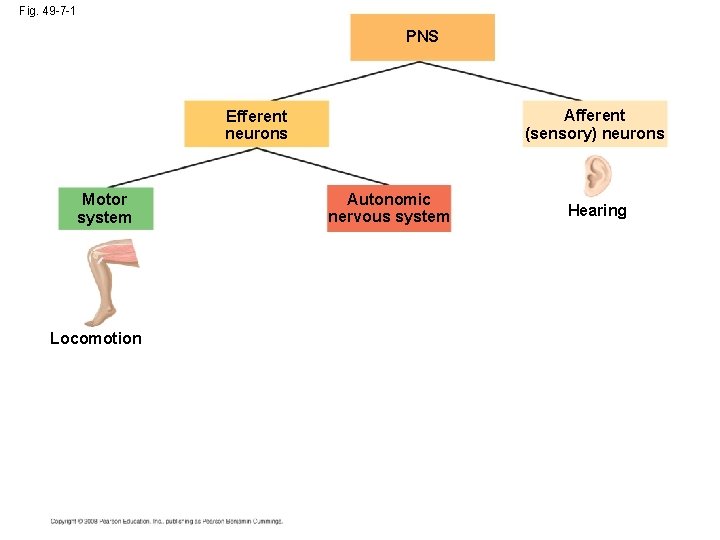 Fig. 49 -7 -1 PNS Afferent (sensory) neurons Efferent neurons Motor system Locomotion Autonomic