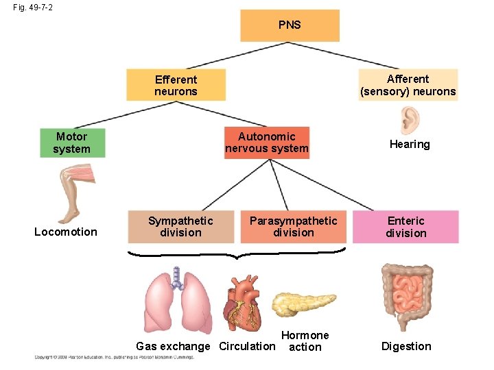 Fig. 49 -7 -2 PNS Afferent (sensory) neurons Efferent neurons Autonomic nervous system Motor