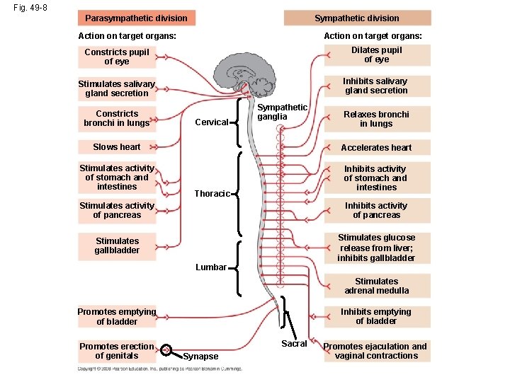 Fig. 49 -8 Sympathetic division Parasympathetic division Action on target organs: Constricts pupil of