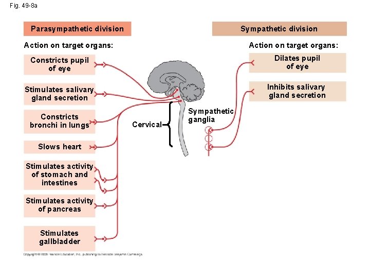 Fig. 49 -8 a Parasympathetic division Sympathetic division Action on target organs: Constricts pupil