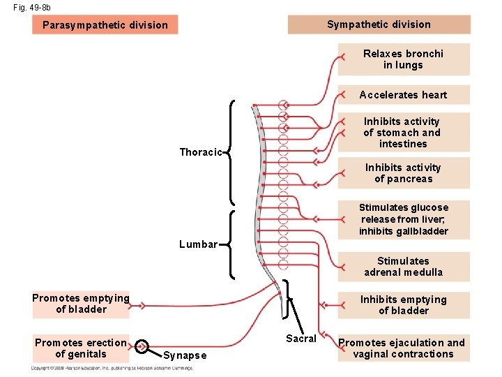 Fig. 49 -8 b Sympathetic division Parasympathetic division Relaxes bronchi in lungs Accelerates heart