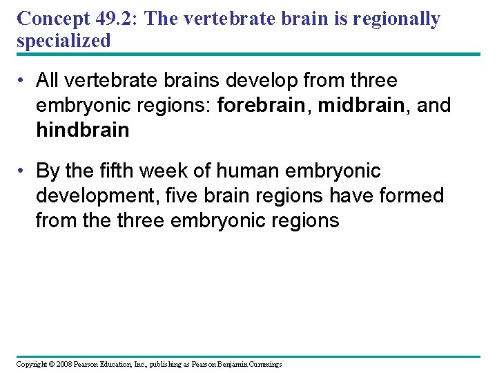 Concept 49. 2: The vertebrate brain is regionally specialized • All vertebrate brains develop