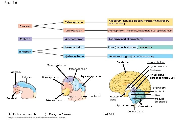 Fig. 49 -9 Cerebrum (includes cerebral cortex, white matter, basal nuclei) Telencephalon Forebrain Diencephalon